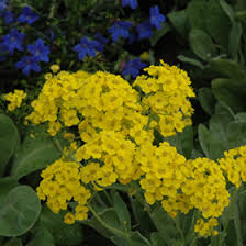 Image result for Alyssum saxatile