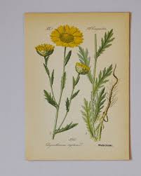 Image result for Chrysanthemum segetum