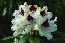 Attēlu rezultāti vaicājumam “Ericaceae”