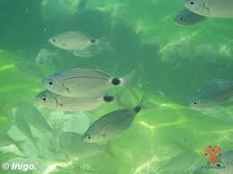 Image result for Oblada melanurus