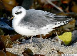 Attēlu rezultāti vaicājumam “Phalaropus fulicarius adult”