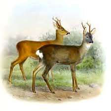 Attēlu rezultāti vaicājumam “Capreolus capreolus”