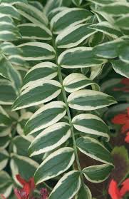 Attēlu rezultāti vaicājumam “Polemonium caeruleum leaf”