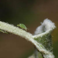 Attēlu rezultāti vaicājumam “Rhopalosiphum oxyacanthae”