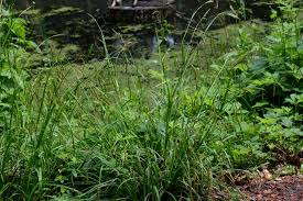 Attēlu rezultāti vaicājumam “Carex sylvatica”