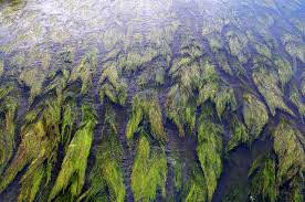 Attēlu rezultāti vaicājumam “Stuckenia filiformis bud”