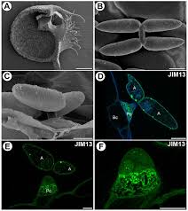 Attēlu rezultāti vaicājumam “Utricularia x neglecta”