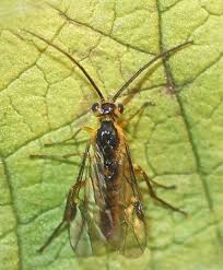 Attēlu rezultāti vaicājumam “Euura acutifoliae”