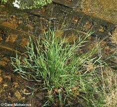 Attēlu rezultāti vaicājumam “Glyceria lithuanica”