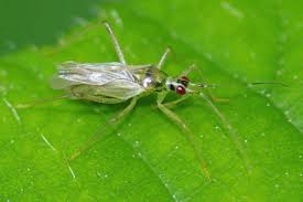 Attēlu rezultāti vaicājumam “Dicyphus sp.”