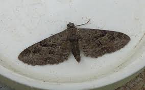 Attēlu rezultāti vaicājumam “Eupithecia pusillata”