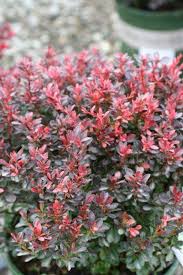 Attēlu rezultāti vaicājumam “Berberis thunbergii”