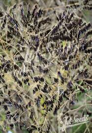 Image result for Isatis tinctoria