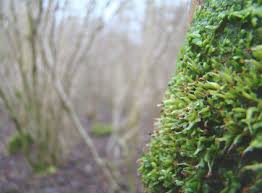 Attēlu rezultāti vaicājumam “Syntrichia virescens”