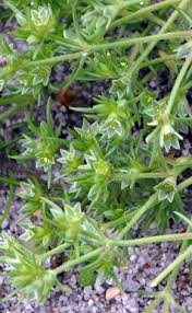Attēlu rezultāti vaicājumam “Scleranthus annuus flower”