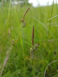 Attēlu rezultāti vaicājumam “Carex dioica fruit”