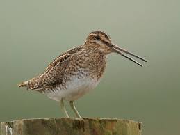 Attēlu rezultāti vaicājumam “Gallinago gallinago eggs”
