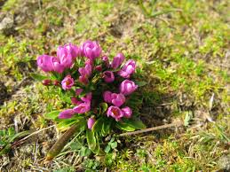 Attēlu rezultāti vaicājumam “Centaurium littorale flower”