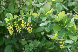 Attēlu rezultāti vaicājumam “Berberis vulgaris”