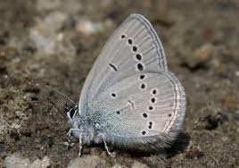 Attēlu rezultāti vaicājumam “Cupido minimus female”