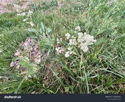 Attēlu rezultāti vaicājumam “Lepidium latifolium flower”