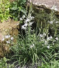 Attēlu rezultāti vaicājumam “Anthericum ramosum”