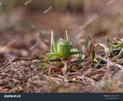 Attēlu rezultāti vaicājumam “Tettigonia cantans”