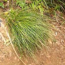 Attēlu rezultāti vaicājumam “Carex x bakkeriana”