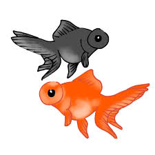 Image result for 出目金