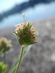 Attēlu rezultāti vaicājumam “Plantago media bud”