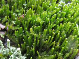 Attēlu rezultāti vaicājumam “Barbilophozia attenuata”