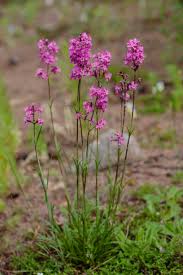 Attēlu rezultāti vaicājumam “Silene viscaria flower”