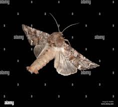 Attēlu rezultāti vaicājumam “Ceramica pisi larva”