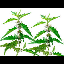 Attēlu rezultāti vaicājumam “Lycopus europaeus leaf”