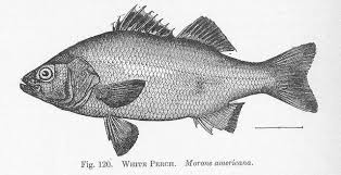 Image result for Morone americana