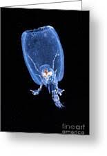 Attēlu rezultāti vaicājumam “Phronia sp.”