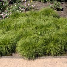 Attēlu rezultāti vaicājumam “Carex montana”