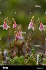 Attēlu rezultāti vaicājumam “Linnaea borealis flower”