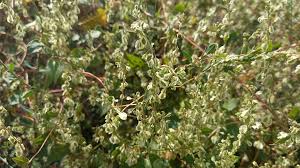 Attēlu rezultāti vaicājumam “Fallopia dumetorum leaf”