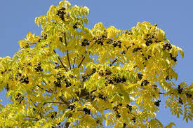 Attēlu rezultāti vaicājumam “Phellodendron amurense flower”