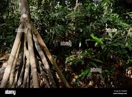 Image result for root-tail