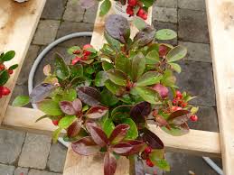 Attēlu rezultāti vaicājumam “Moneses uniflora fruit”