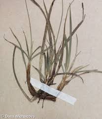 Attēlu rezultāti vaicājumam “Carex ericetorum”