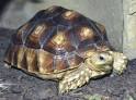 Sulcata Tortoise, African Spurred Tortoise, Geochelone sulcata ...
