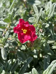 Attēlu rezultāti vaicājumam “Helianthemum nummularium fruit”