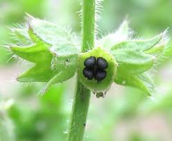 Attēlu rezultāti vaicājumam “Stachys palustris fruit”
