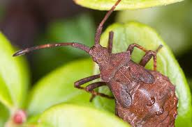 Attēlu rezultāti vaicājumam “Coreus marginatus nymph”