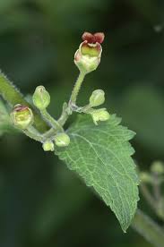 Attēlu rezultāti vaicājumam “Scrophularia umbrosa flower”