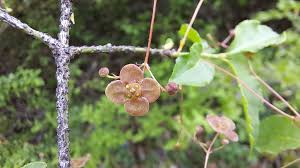 Attēlu rezultāti vaicājumam “Euonymus verrucosus fruit”