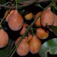 Attēlu rezultāti vaicājumam “Betula humilis fruit”